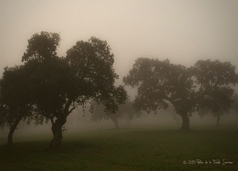 niebla2b