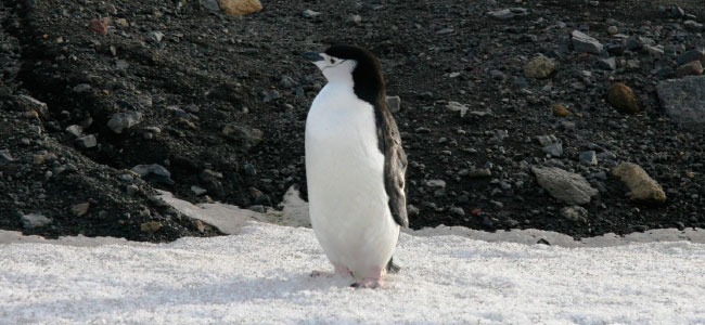 Padrino del pingüino 'Piostrín', gracias a la XXXIII Campaña Antártica